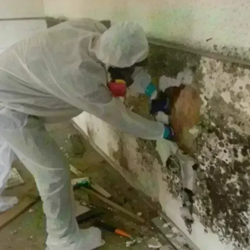 Mold Remediation and Removal in Jessup, PA